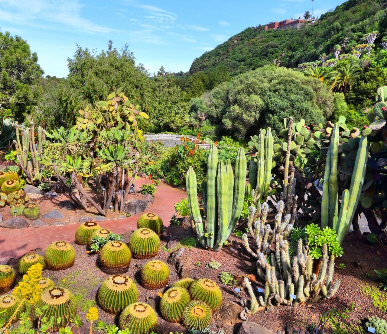 Botanischer Garten, Jardin Canario, Gran Canaria