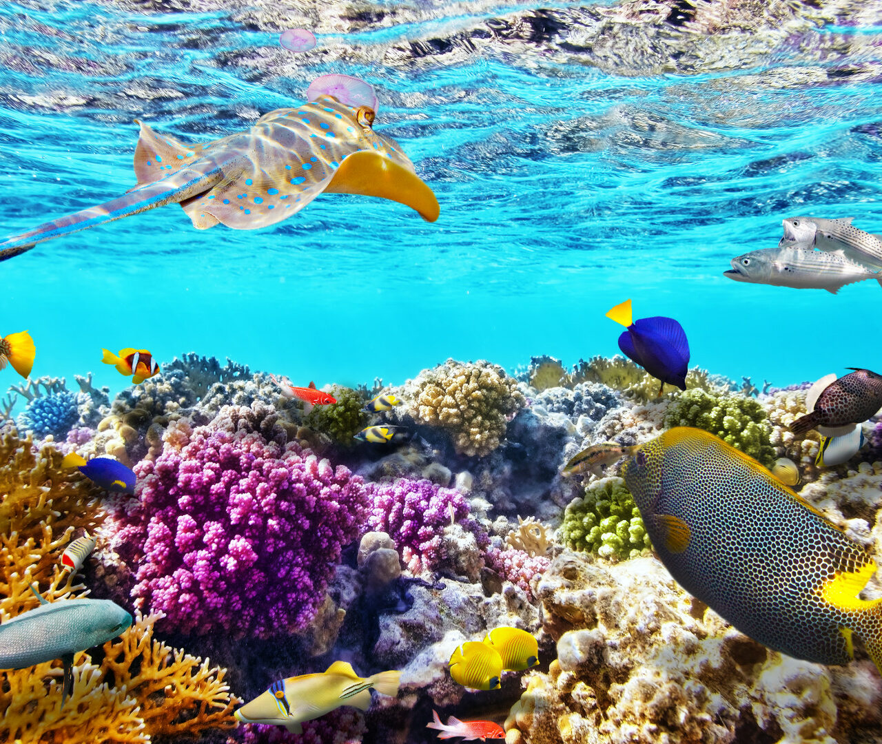 Ägypten Urlaub: die faszinierende Unterwasserwelt