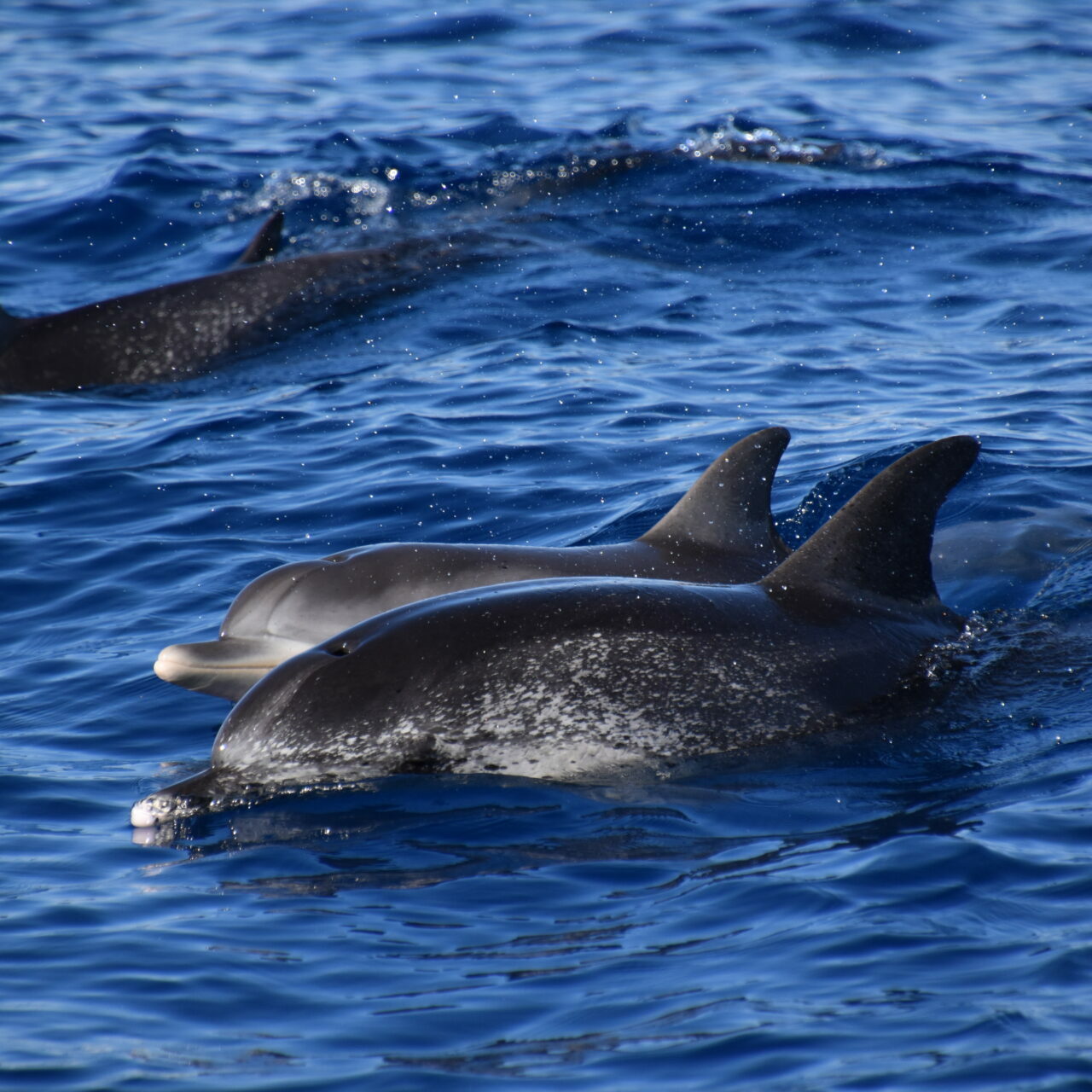 Spotted dolphins, Delfine, Wal- und Delfinbeobachtung