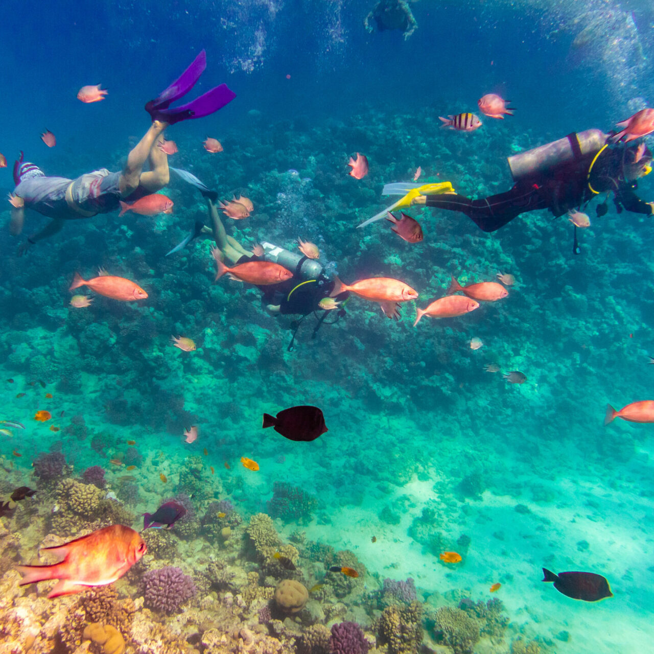 Tauchen in der Unterwasserwelt von Ägypten