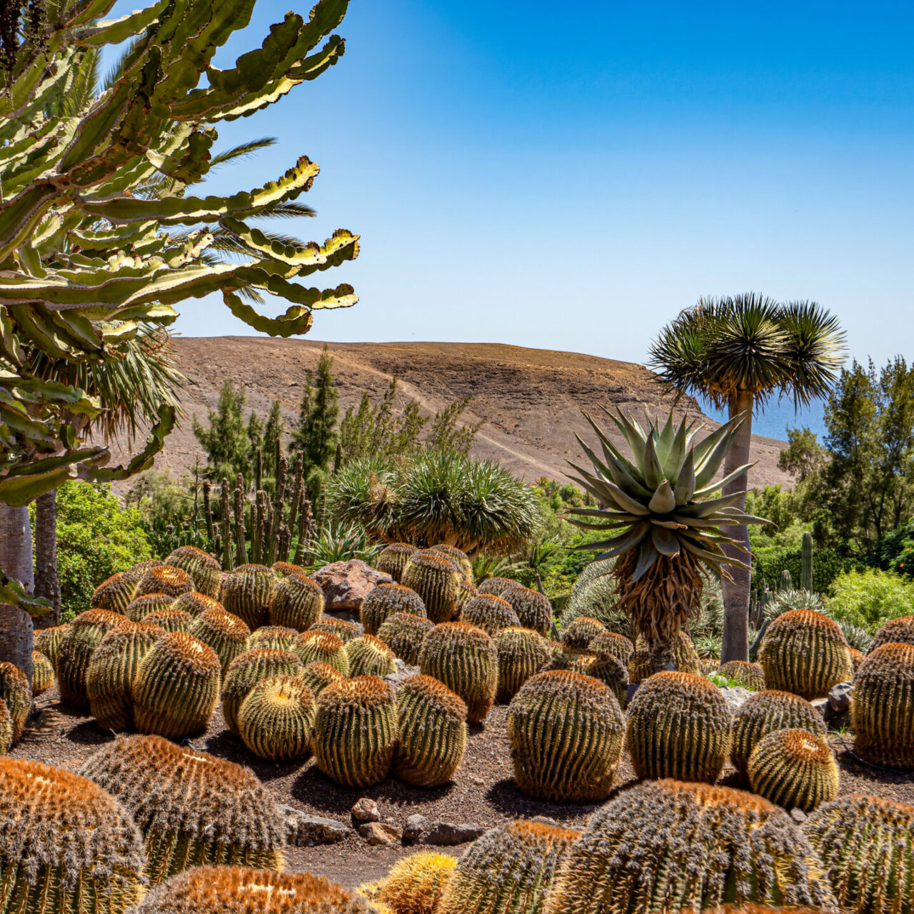 Oasis Park, Fuerteventura