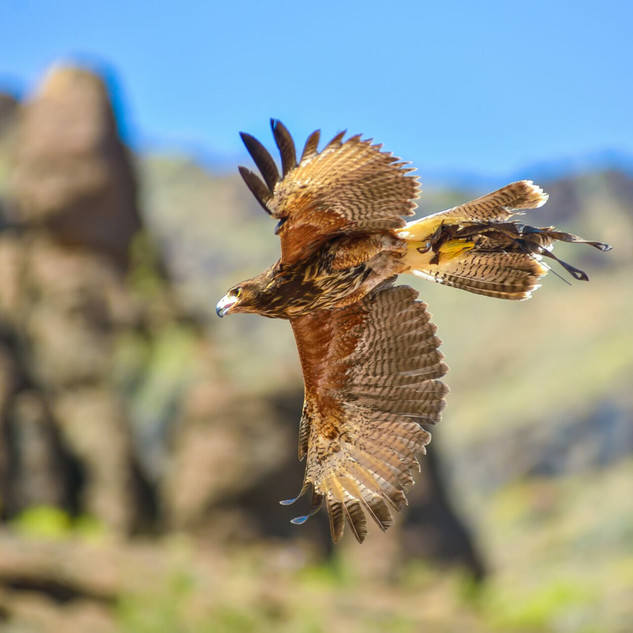 Raubvogel im Palmitos Park, Gran Canaria