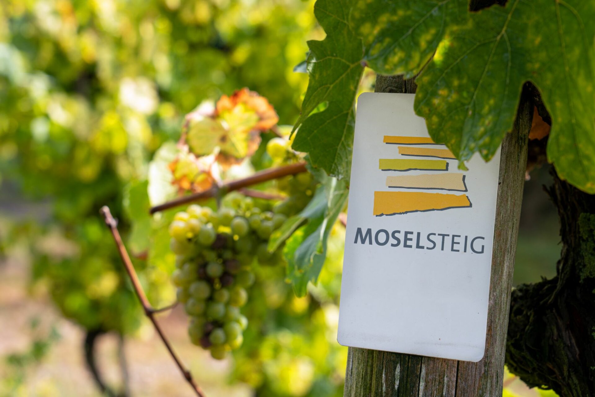 Moselsteig