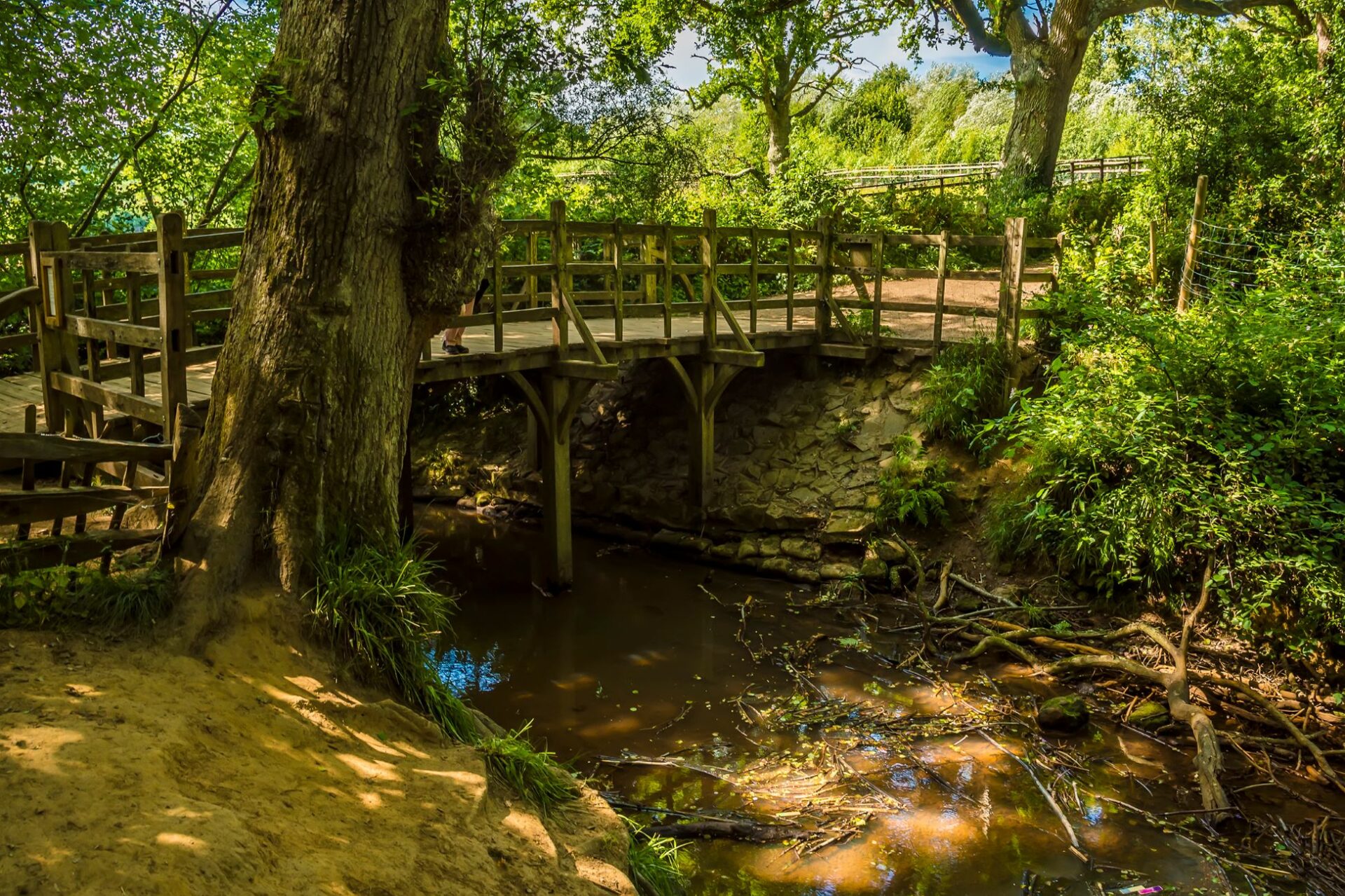 Ashdown Forest